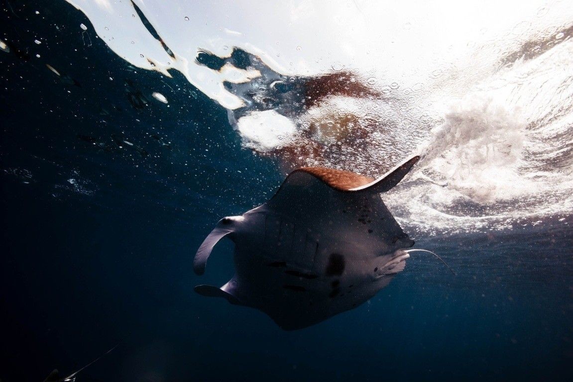 A manta ray swimming elegantly in the ocean, showcasing its wide wingspan.