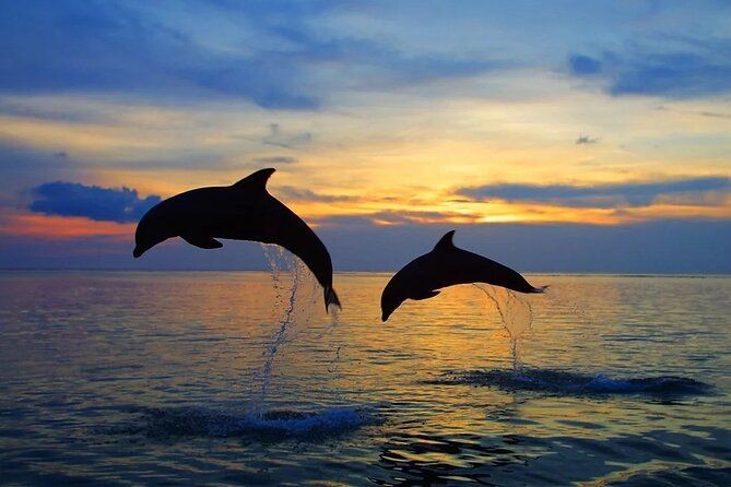 Two dolphins leap from the water against a vibrant sunset backdrop, creating a stunning silhouette.  