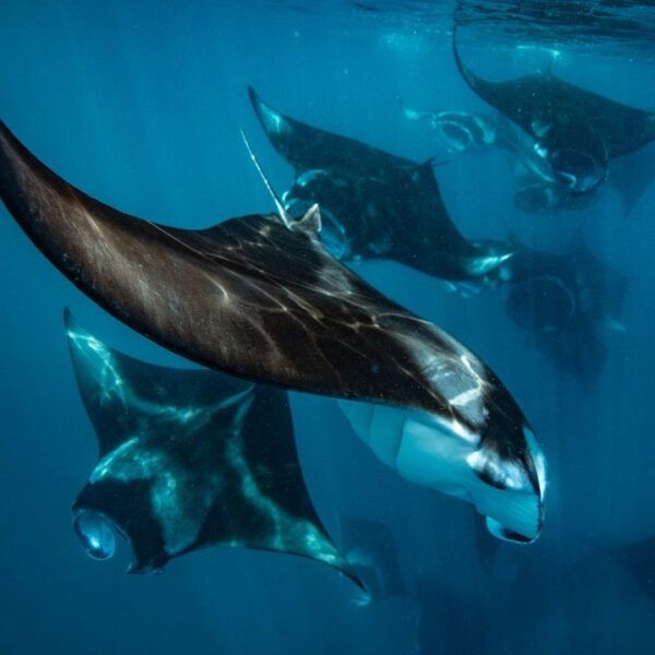 Manta rays gracefully swimming in clear blue ocean waters, showcasing their large wingspan and elegant movements. 