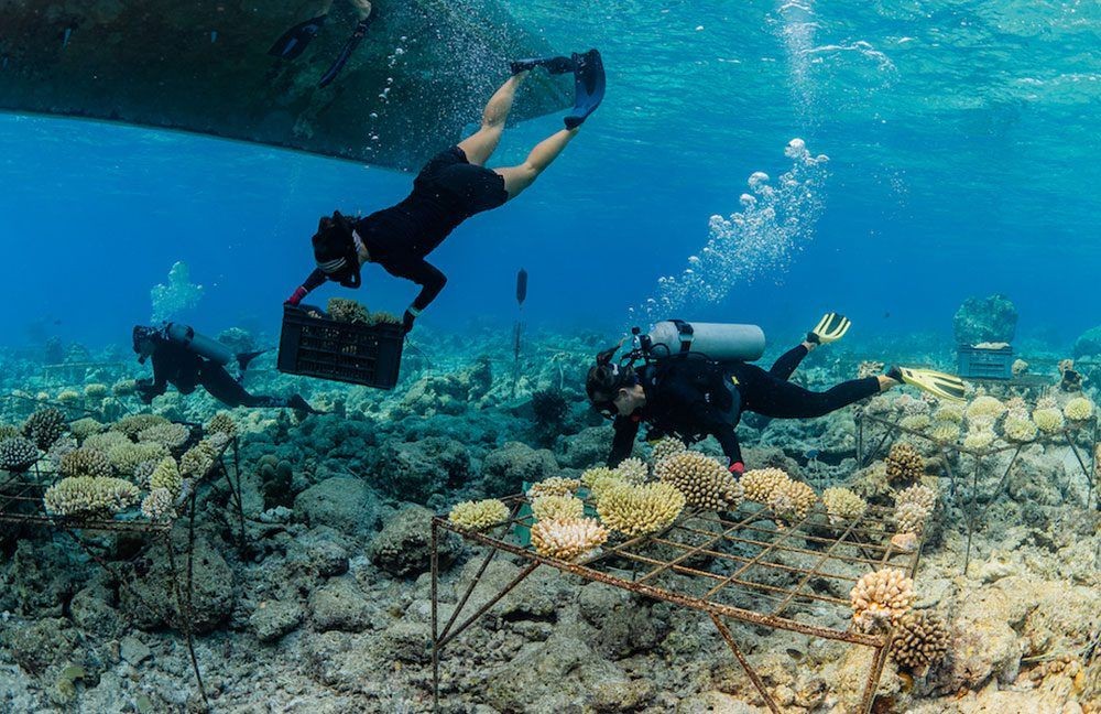 divers performing coral propogation at Soneva Secret Resort Maldives in indian ocean